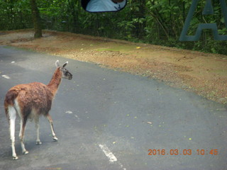 Indonesia Safari ride