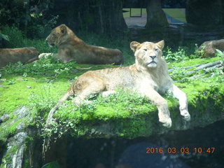 Indonesia Safari ride - lions