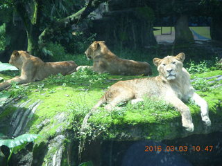 Indonesia Safari ride - lions