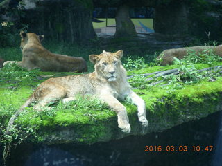 Indonesia Safari ride - lions