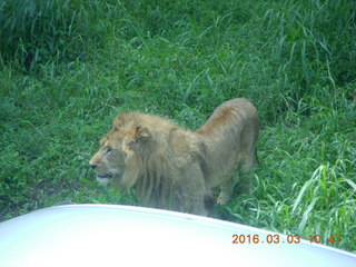 Indonesia Safari ride - lions