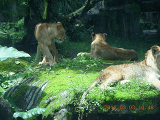 Indonesia Safari ride - lions