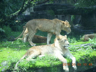 Indonesia Safari ride - lions