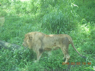 Indonesia Safari ride - lions