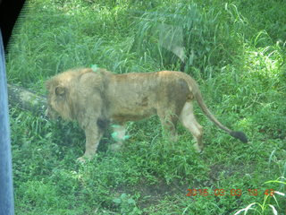 Indonesia Safari ride - lion