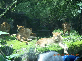 Indonesia Safari ride - lions