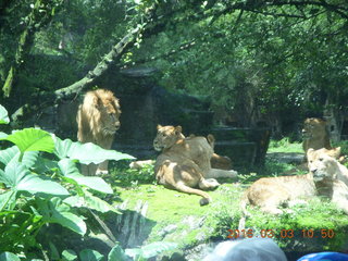 Indonesia Safari ride - lions