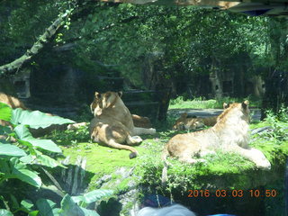 Indonesia Safari ride - lions