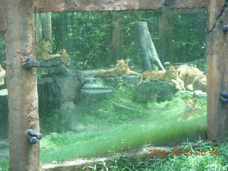 Indonesia Safari ride - lions