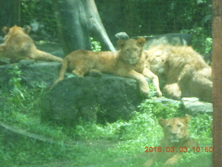 Indonesia Safari ride - lions