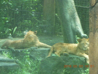 Indonesia Safari ride - lions