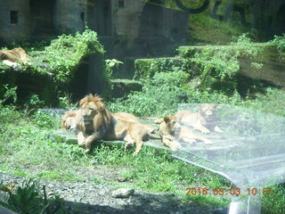 Indonesia Safari ride - lion