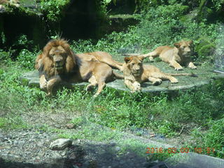 Indonesia Safari ride - lions