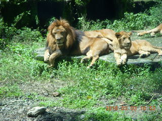 Indonesia Safari ride - lions