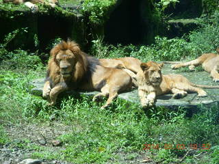 225 993. Indonesia Safari ride - lions +++