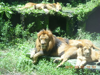 Indonesia Safari ride - lions