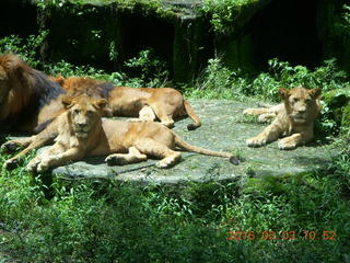 Indonesia Safari ride - lions