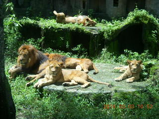 Indonesia Safari ride - lions