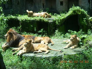 Indonesia Safari ride - lions