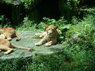 Indonesia Safari ride - lions