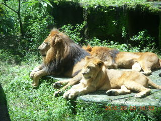 Indonesia Safari ride - lions