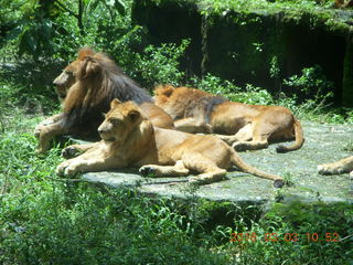 Indonesia Safari ride - lions