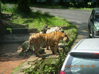 Indonesia Safari ride - tigers