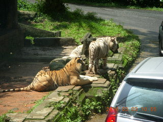 Indonesia Safari ride - lion