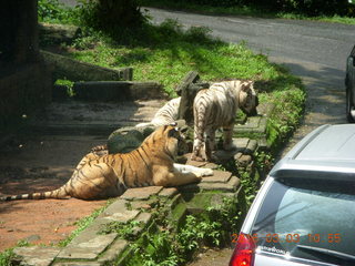 Indonesia Safari ride - tigers