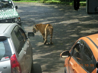 Indonesia Safari ride - tigers
