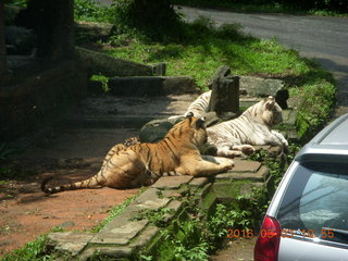 Indonesia Safari ride - lions +++