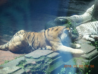 Indonesia Safari ride - tigers