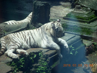 Indonesia Safari ride - tigers