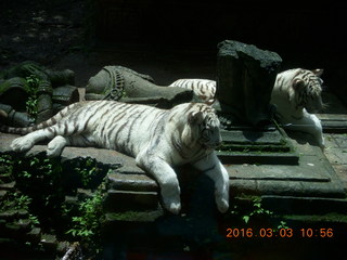 Indonesia Safari ride - lions