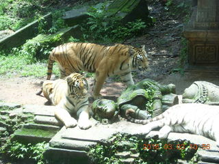 Indonesia Safari ride - tigers