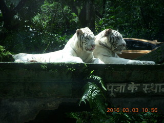 Indonesia Safari ride - lions