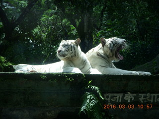 Indonesia Safari ride - tigers