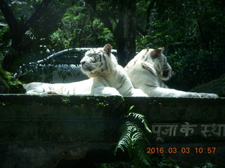 Indonesia Safari ride - tigers