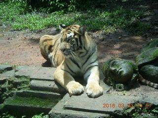 Indonesia Safari ride - tigers