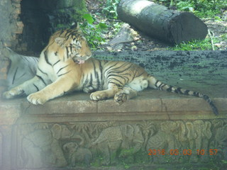 Indonesia Safari ride - tigers