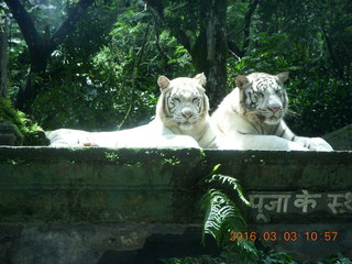 Indonesia Safari ride - tigers