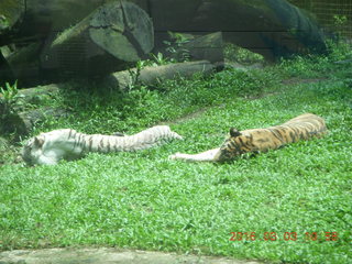 Indonesia Safari ride - tigers