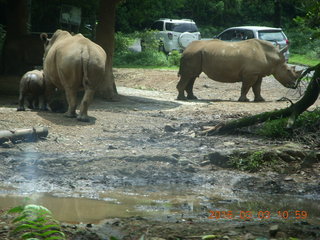 Indonesia Safari ride - rhinoceros