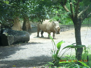 Indonesia Safari ride - rhinoceros