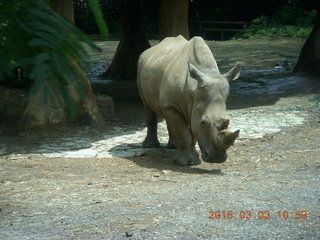 Indonesia Safari ride - tigers