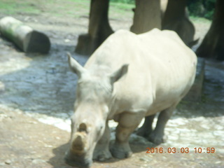 Indonesia Safari ride - rhinoceros