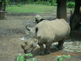 Indonesia Safari ride - rhinoceros