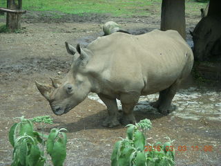 Indonesia Safari ride - rhinoceros