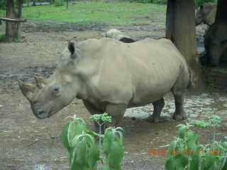 Indonesia Safari ride - rhinoceros