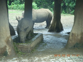 Indonesia Safari ride - tigers